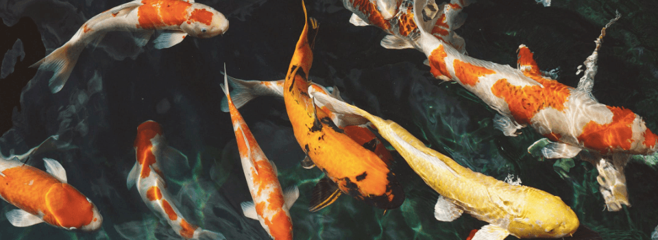 Don’t get hooked in! How to spot phishing scams