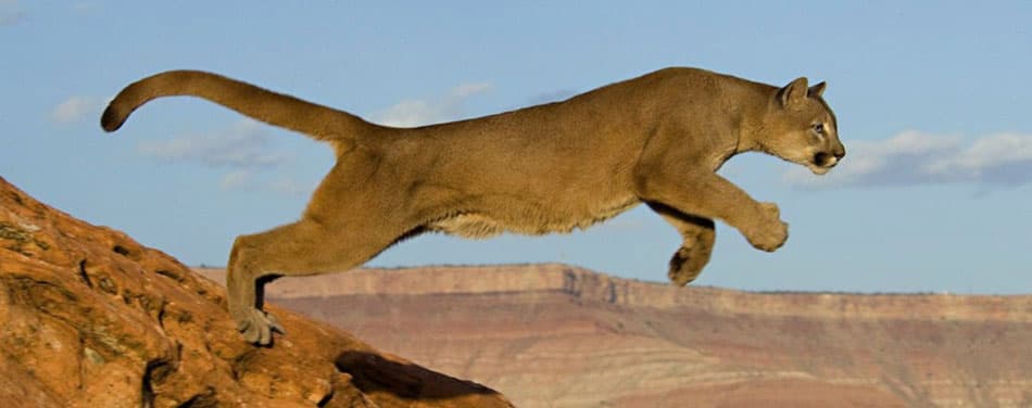 12 Ways to Speed up Mountain Lion